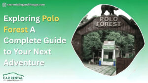 Exploring Polo Forest A Complete Guide to Your Next Adventure